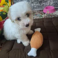 واگذاری سگ نژاد پودل کراس ۲ ماهه ( رایگان نیست)|سگ|تهران, جوادیه|دیوار