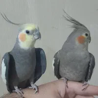 یک جفت مولد با ۳ جوجه  دو ماهه  سالم و سرحال|پرنده|ری, فیروزآبادی|دیوار