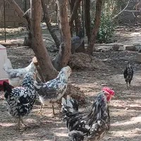 فمرغ گلین فول|حیوانات مزرعه|شیراز, کیان آباد|دیوار