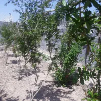 300متر-زمین-سند-تک-برگ