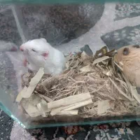 همسترحیوان خانگی|موش و خرگوش|مشهد, شیرحصار|دیوار