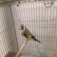 سهره کهنه و پاییزه