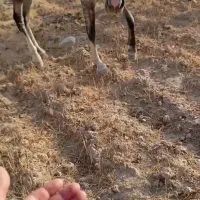 چارتا مادیان همه عرب وسواری|اسب و تجهیزات اسب‌سواری|اهواز, دانشگاه چمران|دیوار