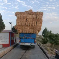 فروش چقندر قند|عمدهفروشی|دشتابی, |دیوار