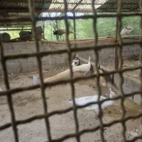 طاووس بلک شولدر شکلاتی بالغ