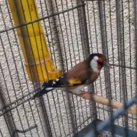 سهره دوساله پامست.انگشتر.قناری.گرینجک.عروس هلندی|پرنده|کرمانشاه, |دیوار