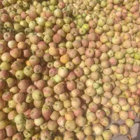 فروش سیب درجه ۲ یا ضایعات