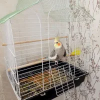 عروس هلندی باقفس