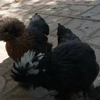 مرغ سلطان لهستانی