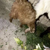 دو عدد بزغاله ماده|حیوانات مزرعه|ایرانشهر, |دیوار