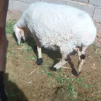 میش سه قلوزا