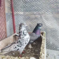 نروماده دهنجور