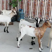 کهره و بره|حیوانات مزرعه|قشم, |دیوار