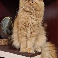 پرشین کت نر فحل