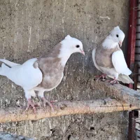 کبوتر طوقی کله ای سینه ای سبز آبادانی|پرنده|شهرضا, |دیوار