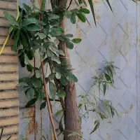 گل طبیعی یوکا و کاکتوس|گل و گیاه طبیعی|رشت, جماران|دیوار