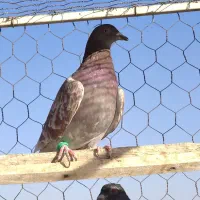 کفتر صید شب|پرنده|تربتحیدریه, طالقانی|دیوار