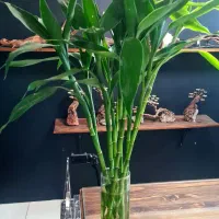 بامبو لوتوس بنسای