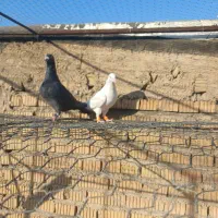 کفتر|پرنده|شیراز, گلشن|دیوار