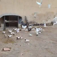 کبوتر رنگی