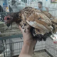 مرغ خروس و بلدرچین غاز بوقلمون کبوتر