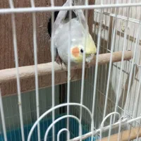 سلام دوستان ی جفت عروس هلندی با ۳عدد تخم نطفه دار