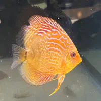 ماهی اکواریوم دیسکس و یک جفت پرت پلار