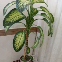 گل دیفن باخیا|گل و گیاه طبیعی|چناران, |دیوار