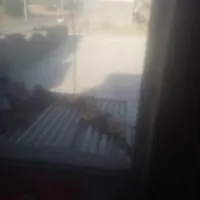 کارگر
