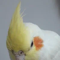 عروس هلندی پیدا شده در مشهد|حیوانات|مشهد, تربیت (صدف)|دیوار