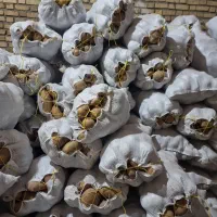 فروش اکریا دس شده ۱۰تن کیسه ۱۵ کیلو