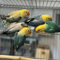 5 تا پاربلو اپلاین و یووینگ