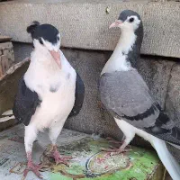 کبوتر مفلق تازه دون خور