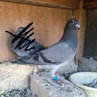 جوجه پلاکی سبز مسافتی