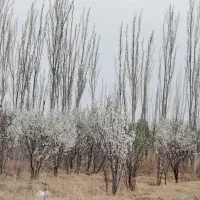 باغ فروشی|فروش خانه و ویلا|کشکسرای, |دیوار