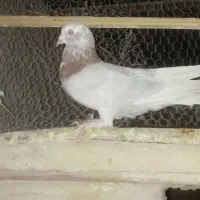 کبوتر  نر بلارو|پرنده|سراوان, |دیوار