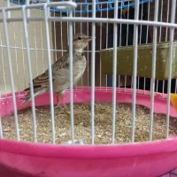 سره خاکی|پرنده|محمدیه-قزوین, |دیوار