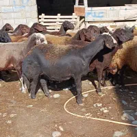 38راس گوسفند آبستن سنگین سونوگرافی|حیوانات مزرعه|سیمین شهر, |دیوار