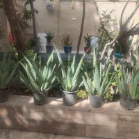 آلور اخوب و پر از ژله|گل و گیاه طبیعی|ورامین, ورامین|دیوار