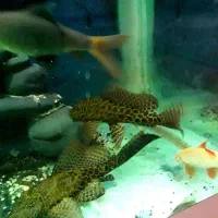 یک جفت کت فیش لجنخوار پلنگی|ماهی|کرج, شهرک علی ابن ابیطالب (کوثر)|دیوار