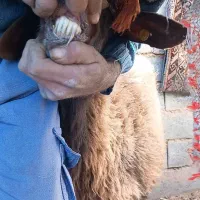 میش افشاری|حیوانات مزرعه|فردوس (خراسان), |دیوار