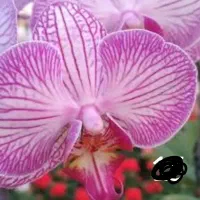 فروش ویژه نشا ارکیده فالانوپسیس(سالم ،گلخانه ای)|گل و گیاه طبیعی|شیراز, زرهی|دیوار