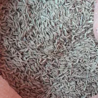 تخم جو علی کاظمی