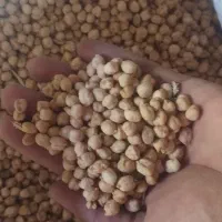 نخود زود پز و تازع