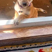 سگ پاکوتاه چیگل دورگه