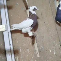 سینه طوق معاوضه|پرنده|مرودشت, ثبت احوال|دیوار