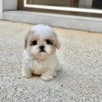 Poodle پودل قهوه‌ای|سگ|تهران, منیریه|دیوار