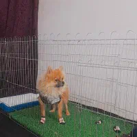 سگ پامرین خوشکل|سگ|تربت‌حیدریه, رضاشهر|دیوار