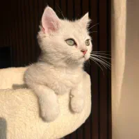 گربه سیلور اصیل|گربه|نور, |دیوار