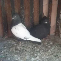 کبوتر سینه سیاه ی سینه سرخ و ی سینه قهوه ای